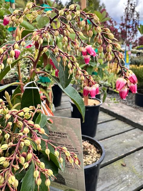 Enchanted Forest® Gay Goblin™ Pieris